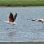 Flamingos alçam voo no Parque Nacional da Lagoa do Peixe, no sul do Rio Grande do Sul, entre a Lagoa dos Patos e o Oceano Atlântico